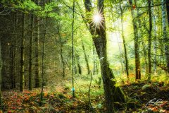 Ln208285009-Junger Wald mit Sonnenstern
